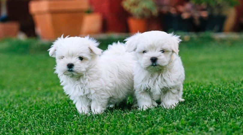 Bichon Poo Puppy Pictures